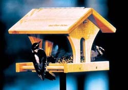 Cedar Feeder
