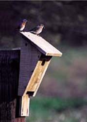 Bluebirds on a House