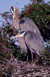 Herons