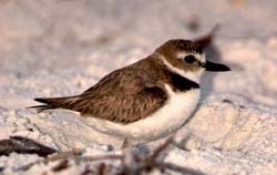 Wilson's Plover