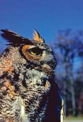 Owl Picture