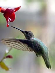 Hummingbird