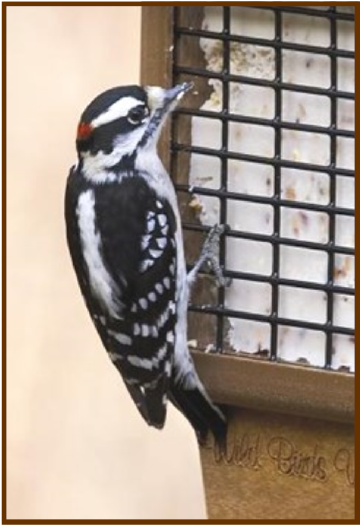 Attract Birds with Fatty Foods (Downy Woodpecker) Downy Woodpecker on Suet Feeder