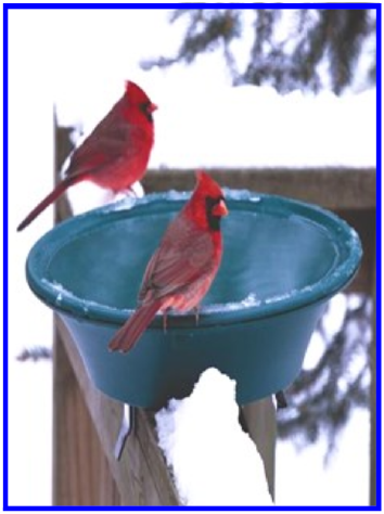 Water Helps Birds Maintain Their Feathers (Northern Cardinals) Northern Cardinals on Heated Birdbath