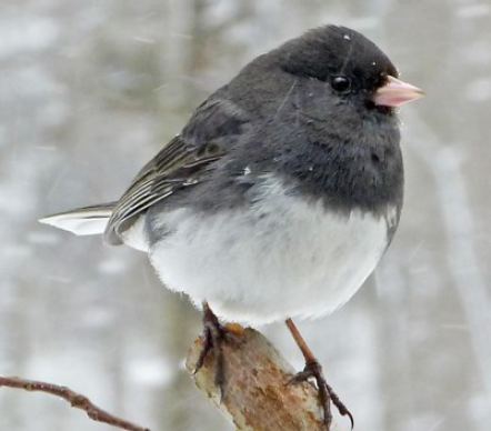 Dark-eyed Junco Dark-eyed Junco in Winter