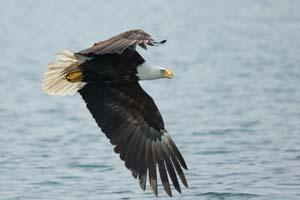 Eagle in Flight