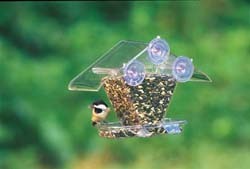 Black-capped Chickadee Black-capped Chickadee on Window Feeder