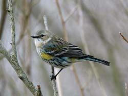 Yellow-rumped Warbler Yellow-rumped Warbler