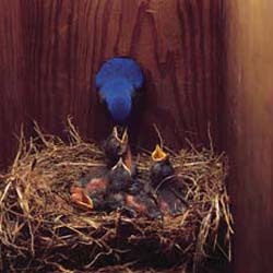 Eastern Bluebird feeds nestlings in a nestbox