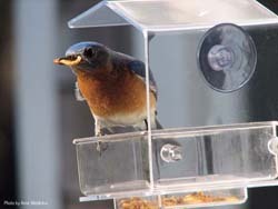 Eastern Bluebird at a mealworm feeder