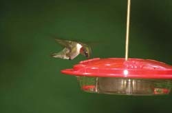 Hummer Hummer