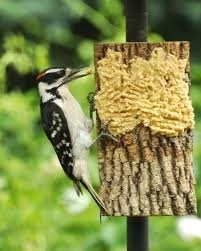 nut butter for birds