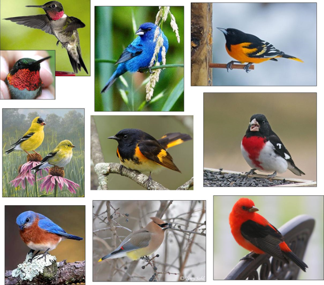 Colorful Bird Medley