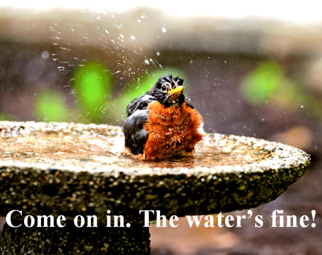 American Robin in Bird Bath