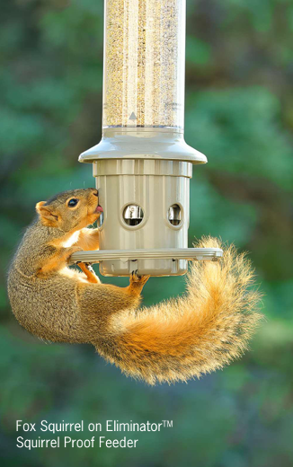 Click to Watch a Video on Squirrel-proof Feeders