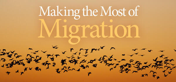 Making the Most Out of Migration