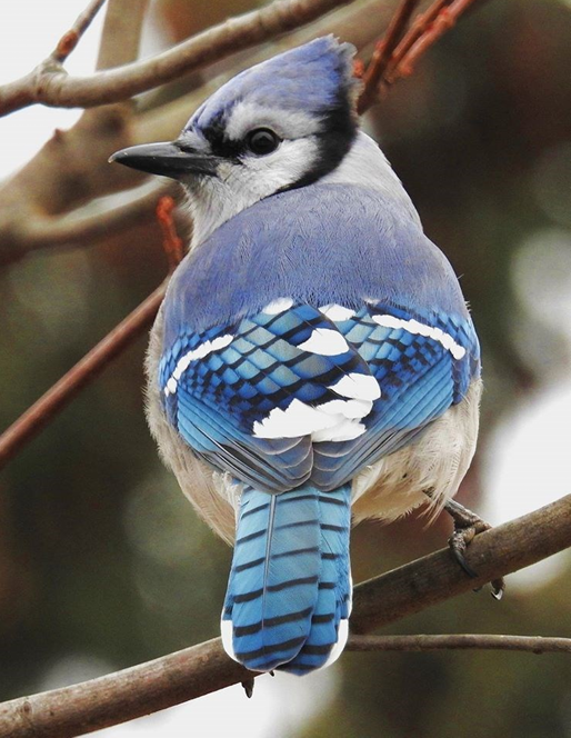 Blue Jay