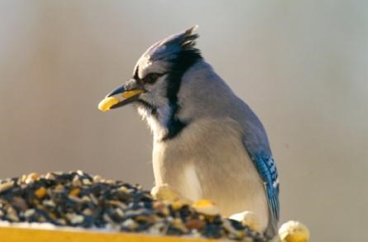 Blue Jay at Bird Feeder