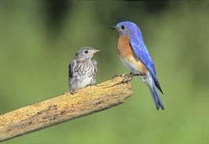 Male Eastern Bluebird with Fledgling