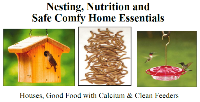 Nesting, Nutrition and Comfy Home Essentials. Images of a house wren at a nesting box, mealworms and ruby-throated hummingbirds at a nectar feeder.