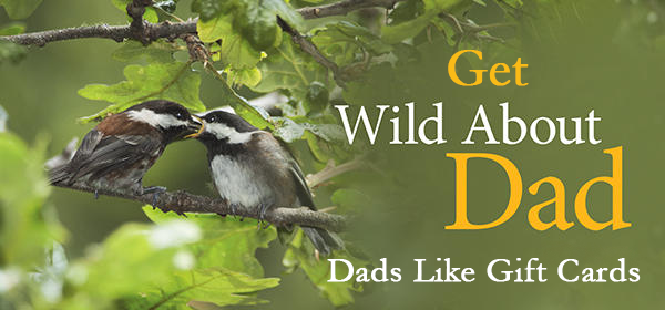 Chestnut-backed Chickadees Chestnut-backed Chickadees