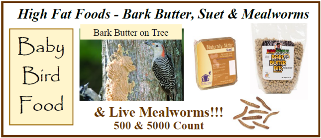 Downy Woodpecker (left) and Red-bellied Woodpecker (right) enjoy Bark Butter on a tree trunk Bark Butter, Suet and Mealworms