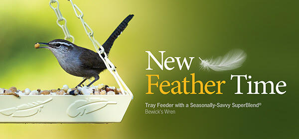 Bewick's Wren New Feather Time: Bewick's Wren on Tray Feeder
