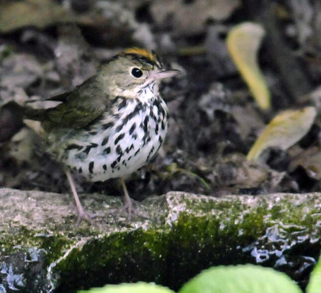Ovenbird