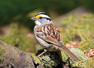 White-throated Sparrow White-throated Sparrow