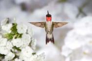 Hummingbird, ruby-throat - m. - white phlox